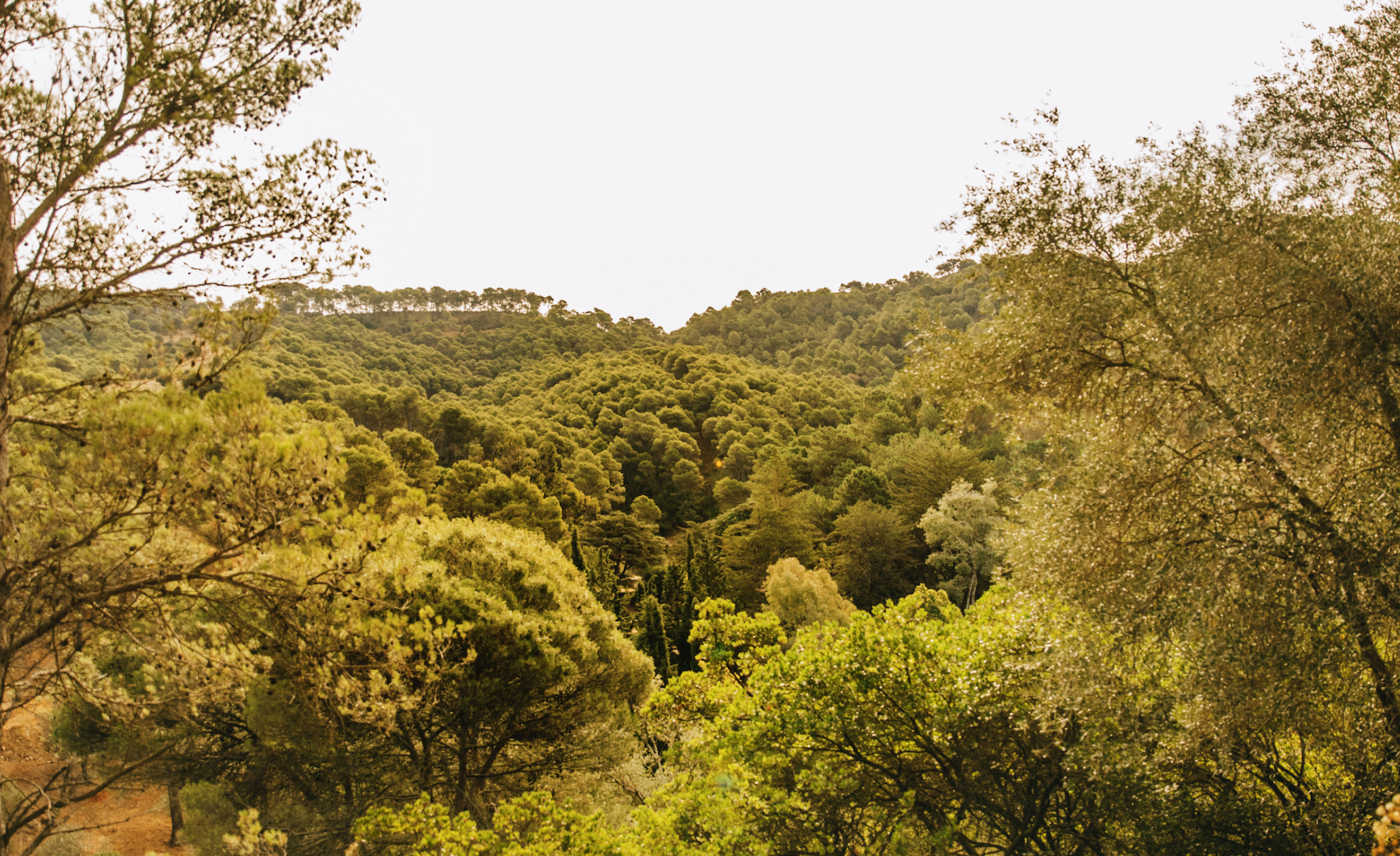 Mountains with green trees covering.